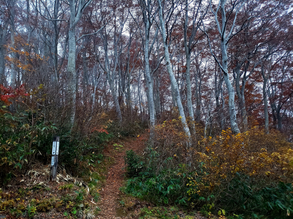 信越トレイルに続く関田峠森林浴歩道