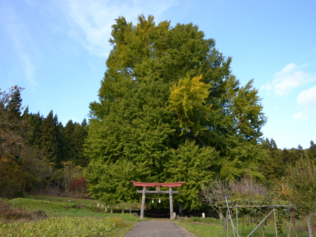 飯山の観光名所の1つで樹齢が５００年を超えるとも伝えられる「神戸の大イチョウ」