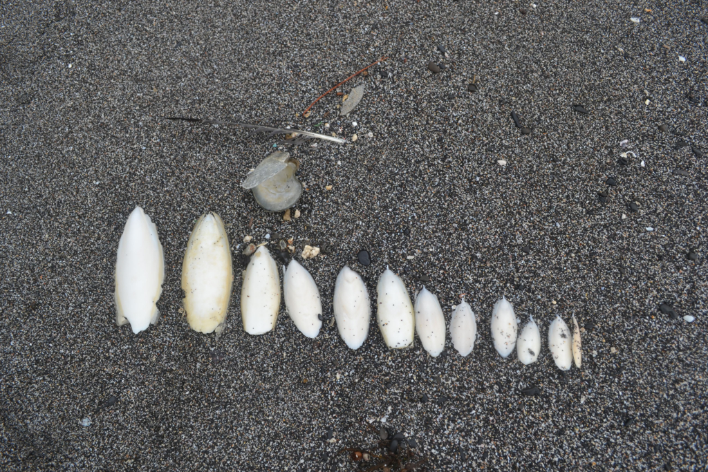 武田さんが海岸清掃時に収集した様々な大きさのイカの甲