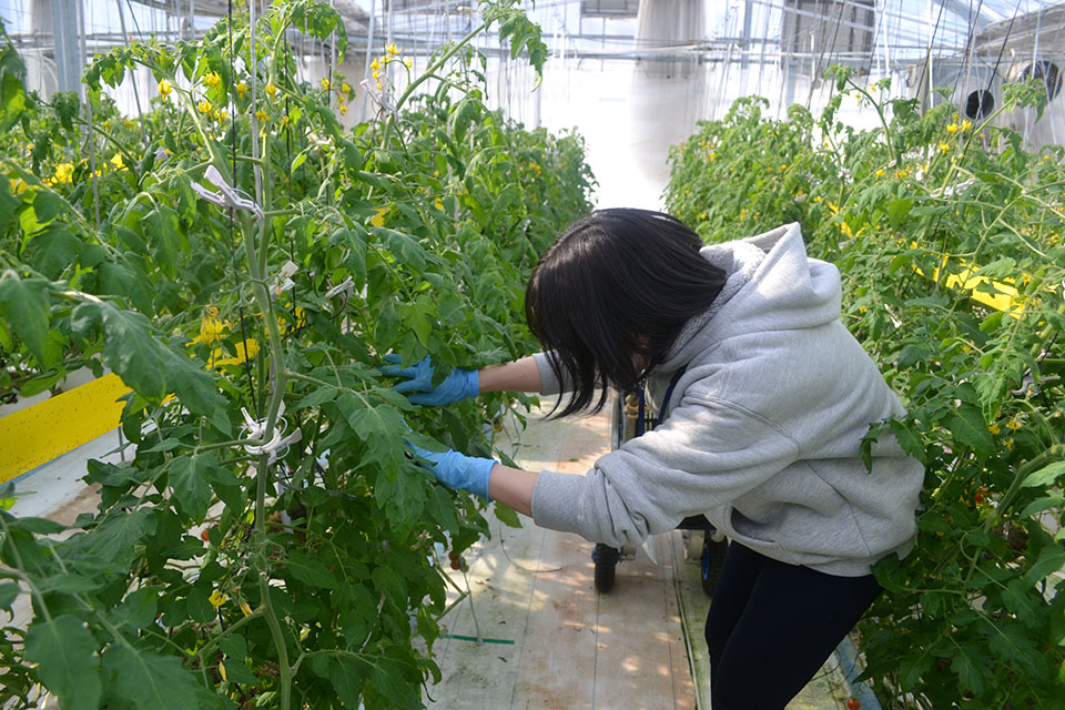 サラダファームのハウス内でトマトの脇芽を取る作業を行う研修生