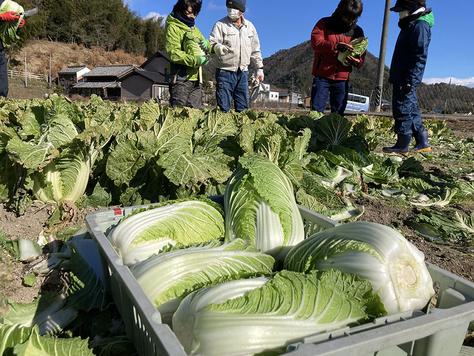 多気町波多瀬地区で白菜を収穫する参加者たち