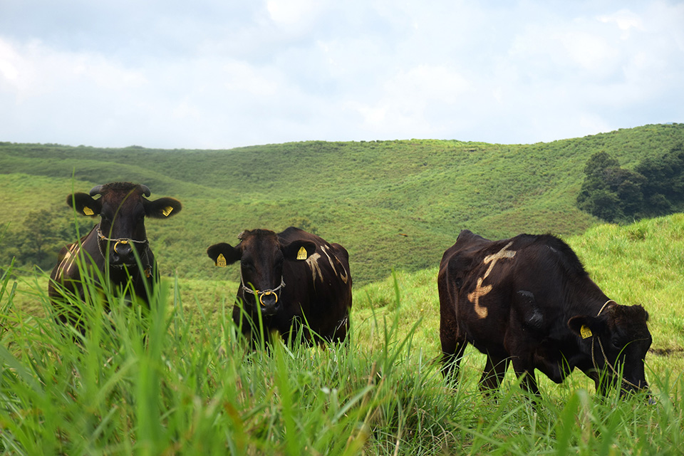 阿蘇北外輪山の草原で放牧される「あか牛」