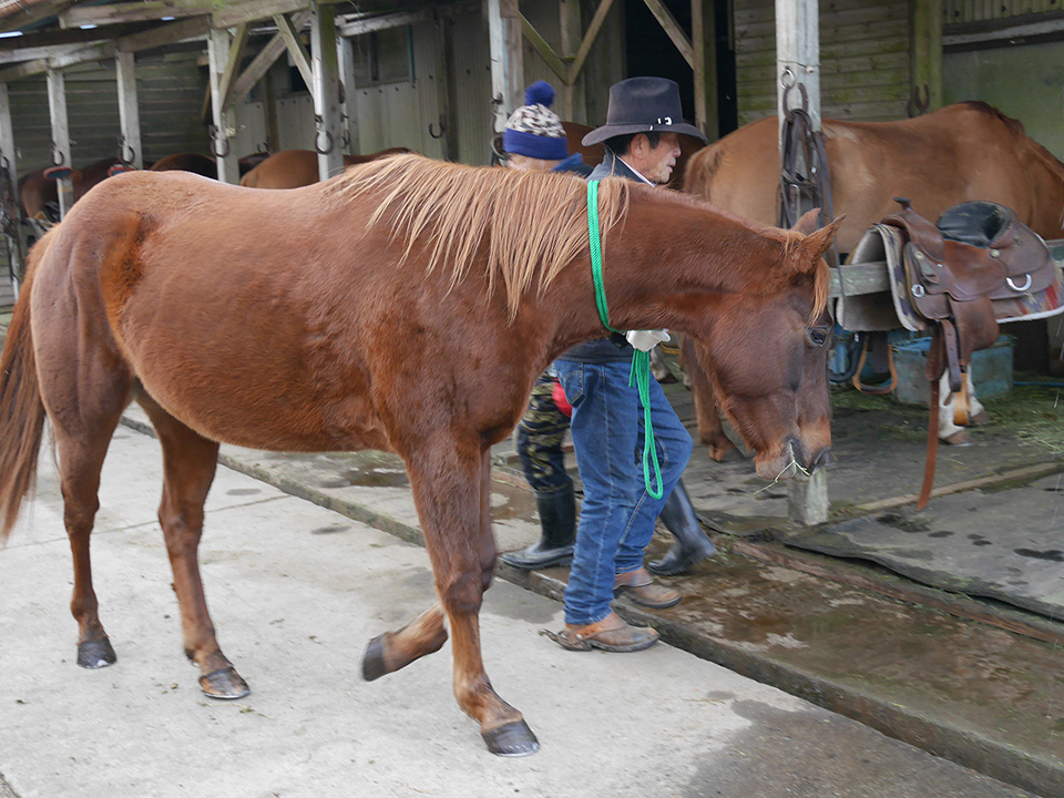 馬房に馬を誘導する梅木さん。厩舎から出されると、自分から馬房に入っていく馬も多い