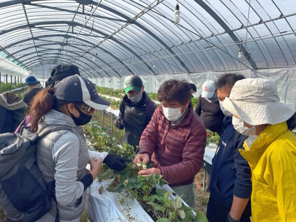 いちご農家でハウス栽培の様子を見学する研修参加者（日本航空提供）