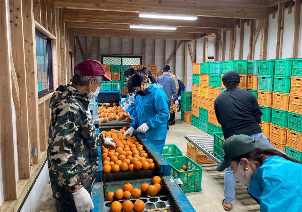 タンカンの選果場で商品にできる果実のより分け方を学ぶ研修参加者（日本航空提供）