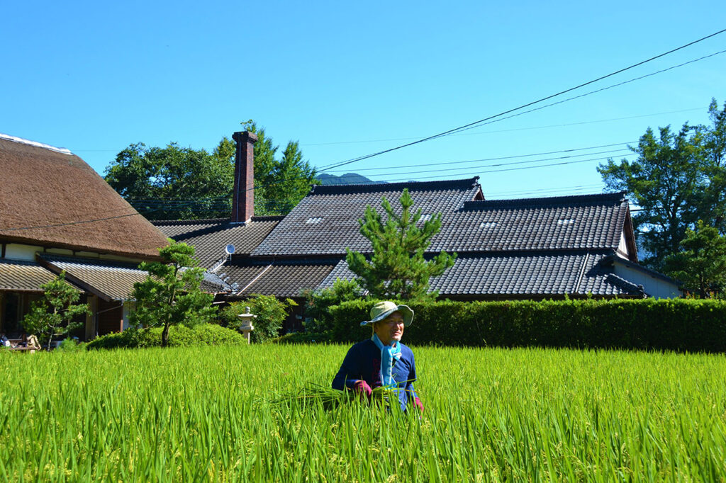 白水荘外観　研修生は水田に入り、稲より背が少し高いヒエを取った