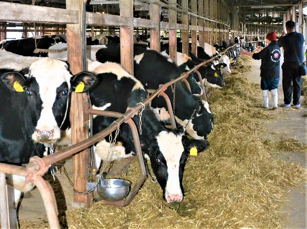 松浦牧場の乳牛