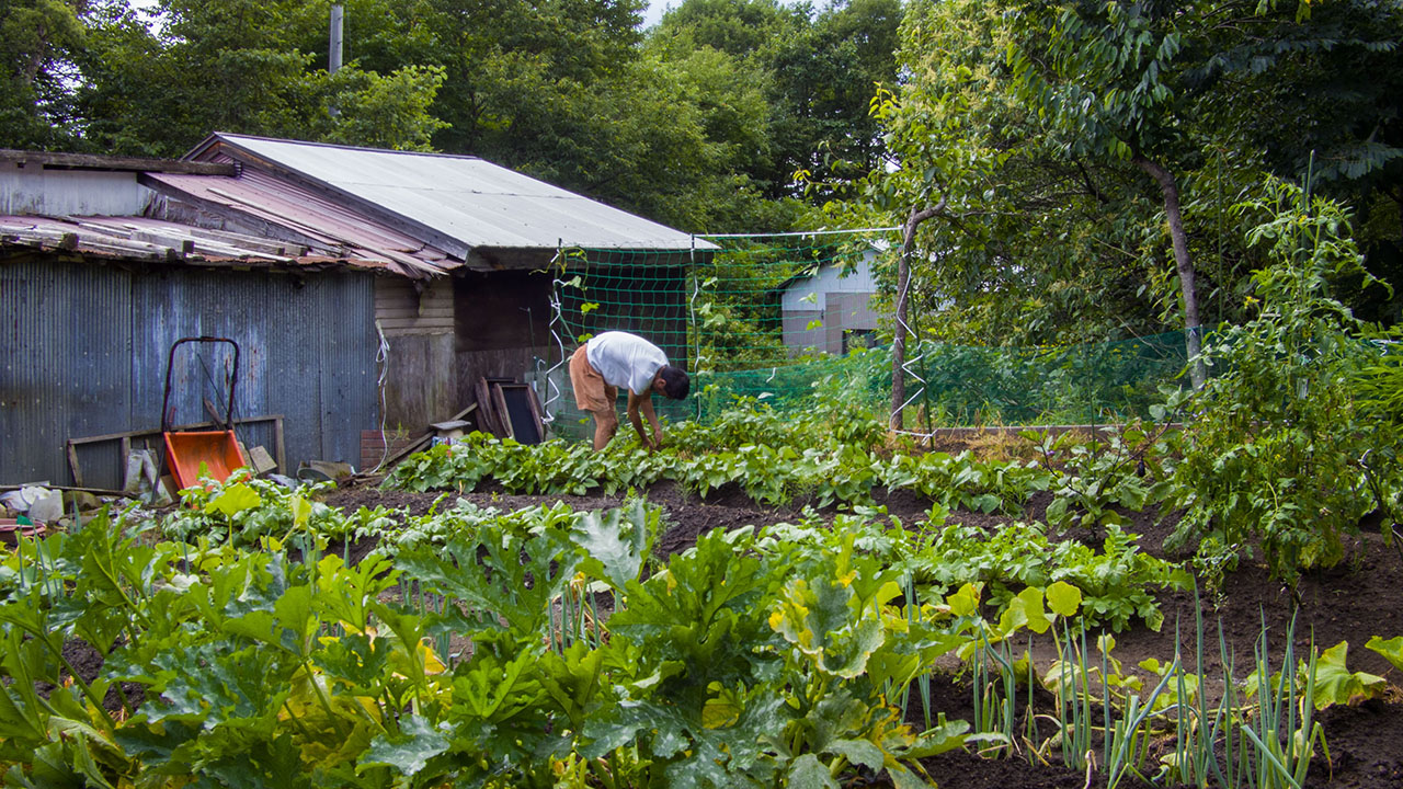 自宅裏の畑で近所の農家に手ほどきを受け１５種類の野菜を育てている（溝口さん提供）